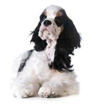 American cocker spaniel Stock Photos