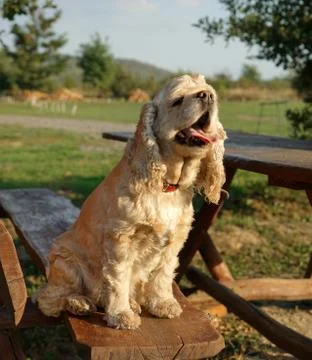 American Cocker Spaniel Stock Photos