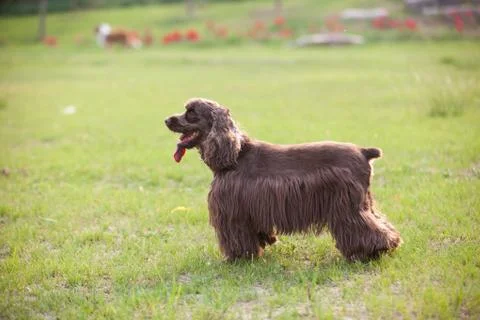 American Cocker Spaniel Stock Photos
