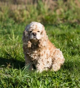 American Cocker Spaniel Stock Photos