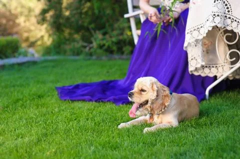 American Cocker Spaniel Stock Photos