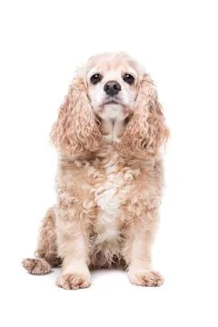 American Cocker Spaniel Stock Photos