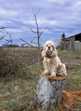 American Cocker Spaniel 库存照片