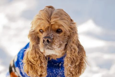 American cocker spaniel Stock Photos