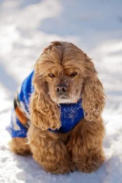 American cocker spaniel Stock Photos
