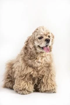 American Cocker Spaniel Stock Photos