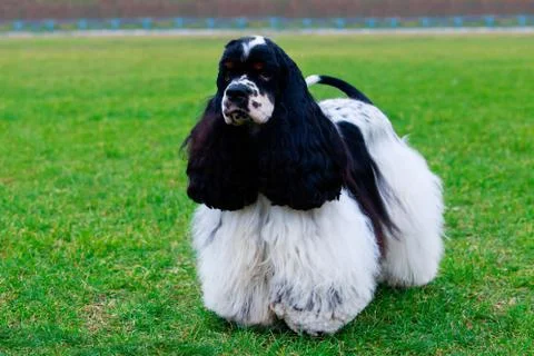 American Cocker Spaniel 库存照片