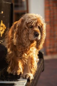 American cocker spaniel Stockfoto's