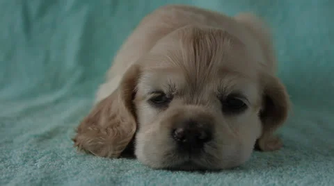 American Cocker Spaniel puppy Stock Footage 24156945