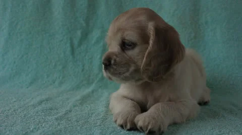 American Cocker Spaniel puppy Stock Footage 24156962