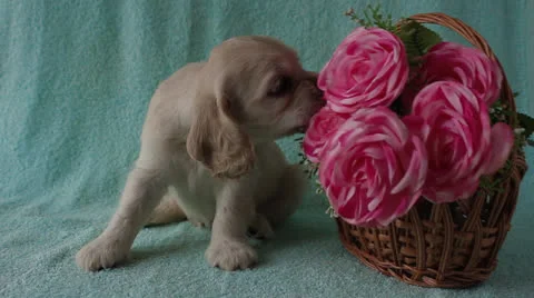 American Cocker Spaniel puppy Stock Footage 24156979