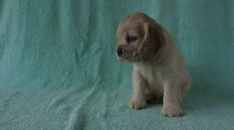 American Cocker Spaniel puppy Stock Footage 24157001