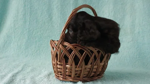 American Cocker Spaniel puppy Stock Footage 24157051