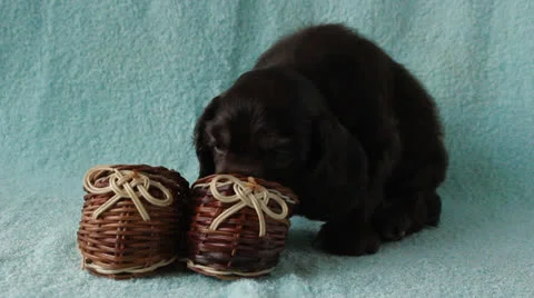 American Cocker Spaniel puppy Stock Footage 24157053