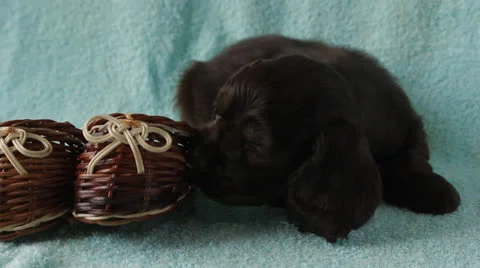 American Cocker Spaniel puppy Stock Footage 24157094