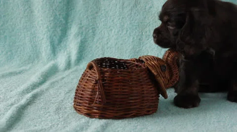 American Cocker Spaniel puppy Stock Footage 24157135