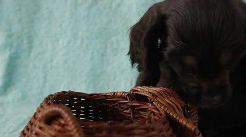 American Cocker Spaniel puppy Stock Footage 24157158