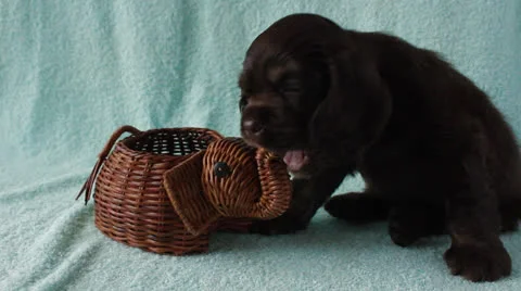 American Cocker Spaniel puppy Stock Footage 24157212