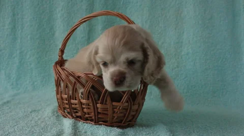 American cocker spaniel puppy Video stock 24157316
