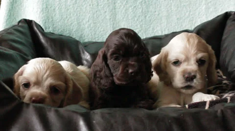 American cocker spaniel puppy Stock Footage 24157365