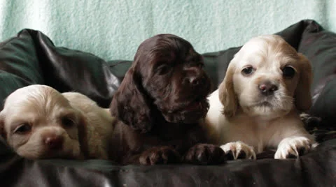 American cocker spaniel puppy Stock Footage 24157384