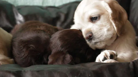American cocker spaniel puppy Stock Footage 24157445