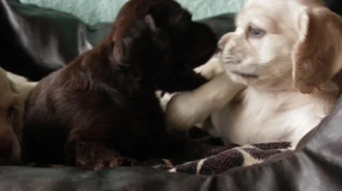 American cocker spaniel puppy Stock Footage 24157464