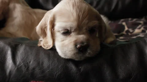 American cocker spaniel puppy Stock Footage 24157476