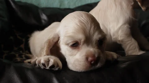 American cocker spaniel puppy Stock Footage 24157518