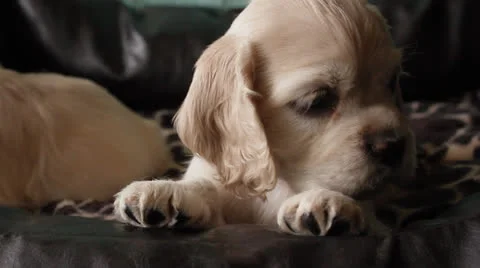 American cocker spaniel puppy Stock Footage 24157548
