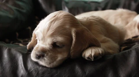American cocker spaniel puppy Stock Footage 24157620