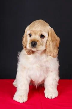 American cocker spaniel puppy Фото