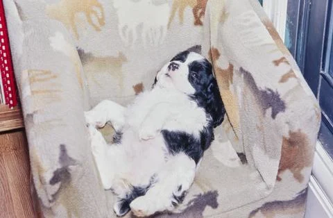 American Cocker Spaniel puppy sleeping on its back in chair with horse design Stock Photos