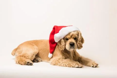 American cocker spaniel with Santa's cap Stock Photos