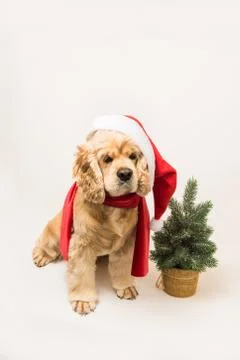 American cocker spaniel with Santa's cap Stock Photos