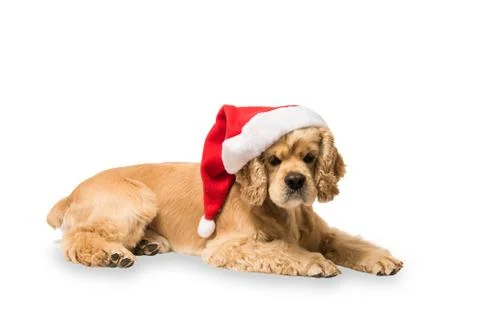 American cocker spaniel with Santa's cap Stock Photos
