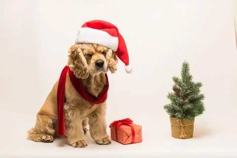 American cocker spaniel with Santa's cap Foto stock