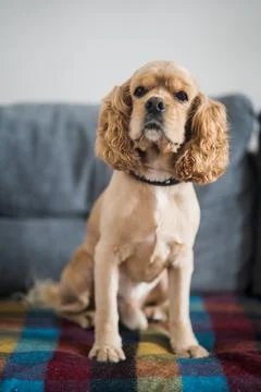 American Cocker Spaniel sits on the sofa Stock Photos