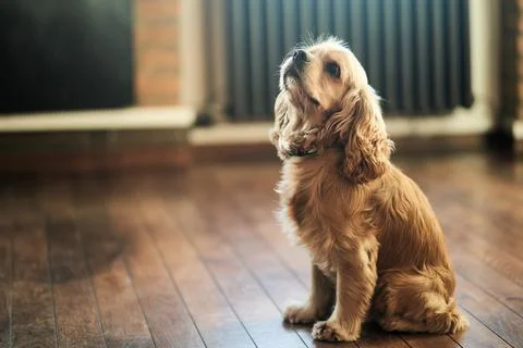 American Cocker Spaniel sitting on the floor Stock Photos