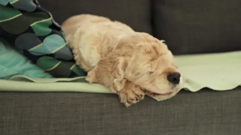 American Cocker Spaniel is sleeping on the couch. Stock Footage 118098019