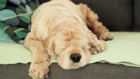 American Cocker Spaniel is sleeping on the couch. Stock Footage 118101420