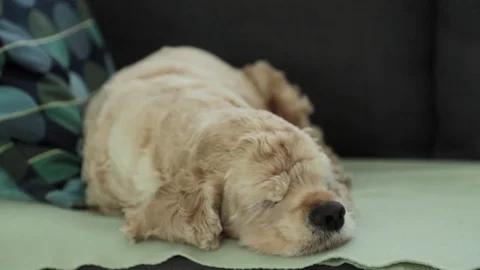 American Cocker Spaniel is sleeping on the couch. In a dream, a funny nose moves Stock Footage 118101433
