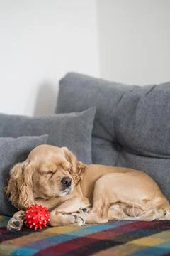 American Cocker Spaniel sleeps on the sofa Stock Photos