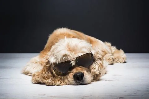 American cocker spaniel With Sunglasses Stock Photos