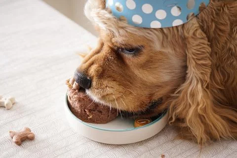 American Cocker Spaniel at a table with holiday treat, dog birthday, close-up Foto stock