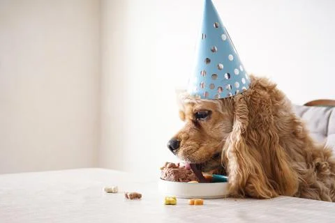 American Cocker Spaniel at a table with holiday treat, dog birthday, close-up Stock Photos