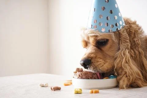 American Cocker Spaniel at a table with holiday treat, dog birthday, close-up Stock Photos