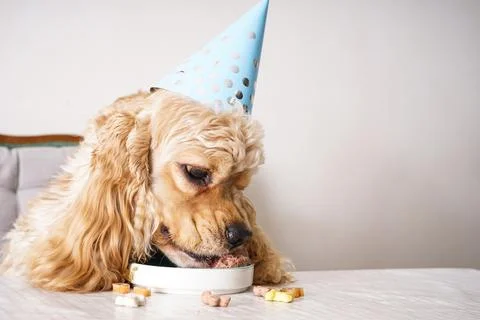 American Cocker Spaniel at a table with holiday treat, dog birthday, close-up Stock Photos