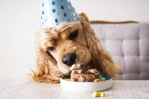 American Cocker Spaniel at a table with holiday treat, dog birthday, close-up Stock Photos
