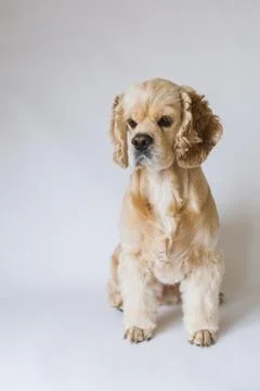 American cocker spaniel on white background Stock Photos